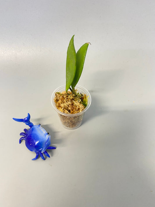 Hoya Davidcummingii - starting to root