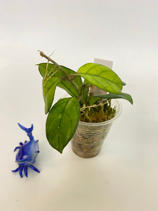 Hoya hainanensis - rooted