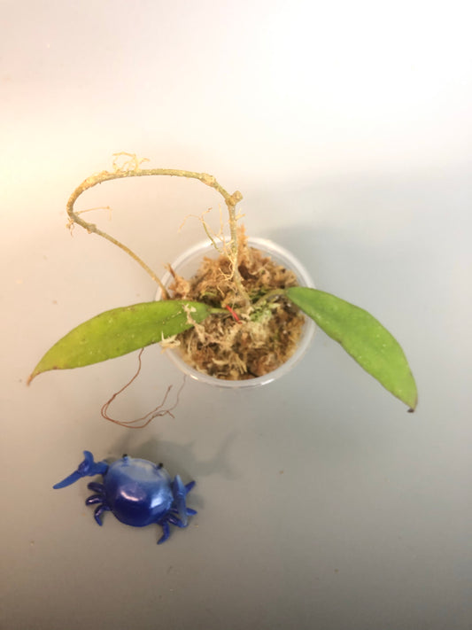 Hoya scortechinii - starting to root.