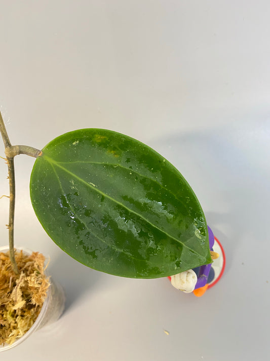 Hoya BP01 - starting to root