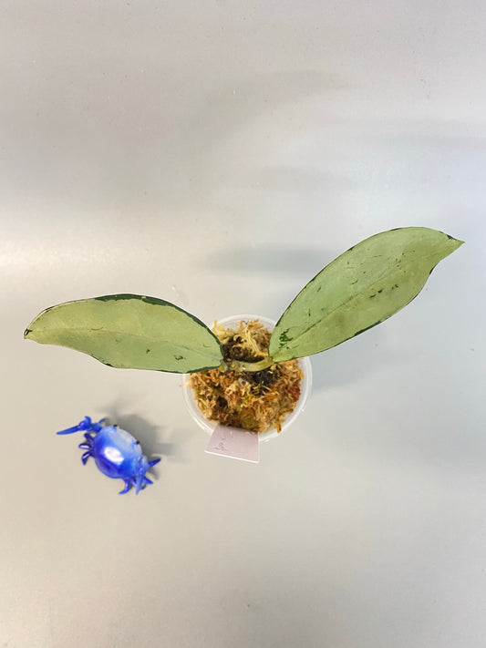 Hoya AH-074 silver clone- has some roots