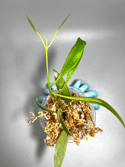 Hoya tsangii (real species) - starting to root