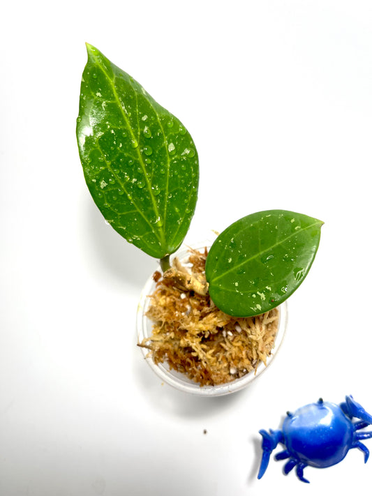 Hoya sp Mahaxay Laos - has some roots