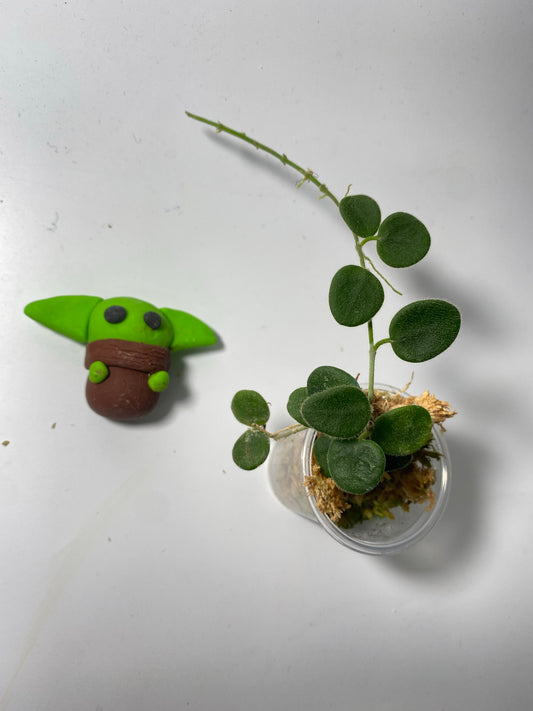 Hoya serpens -  has roots