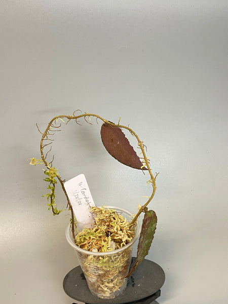 Hoya caudata Sumatra - Has roots