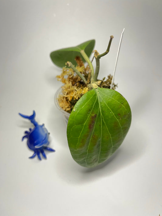 Hoya sp png sv 432 - has some roots