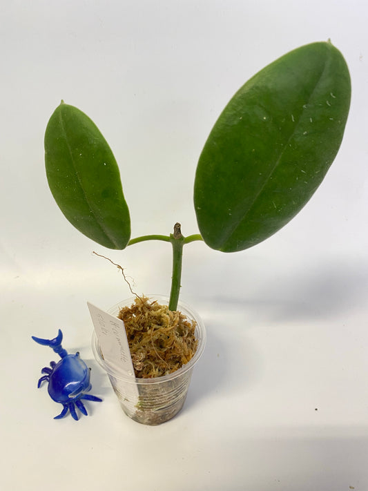 Hoya cv Monette - growth point forming