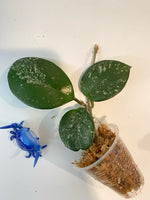 Hoya carnosa freckles splash - unrooted