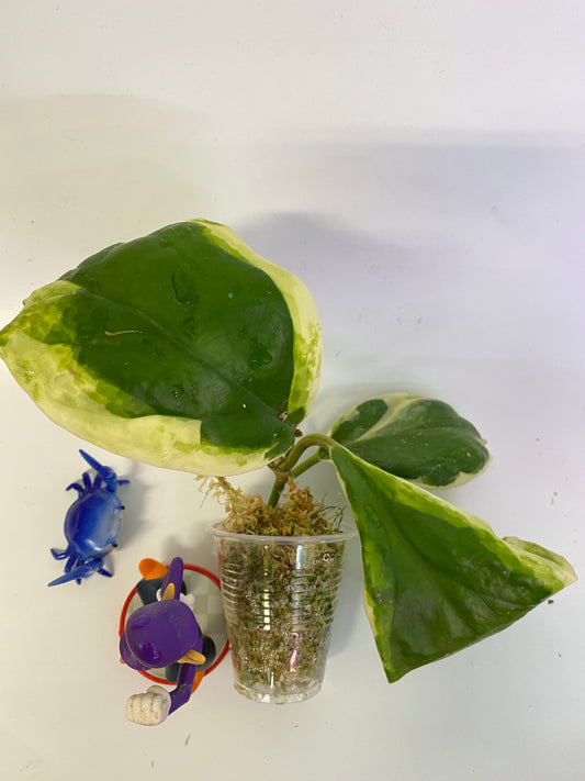 Hoya incrassata albomarginata / ‘eclipse’ - starting to root