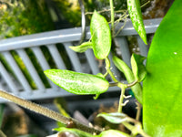 Hoya Silver lady (xiaojie 003) - fresh cut 1 node / 2 leaves