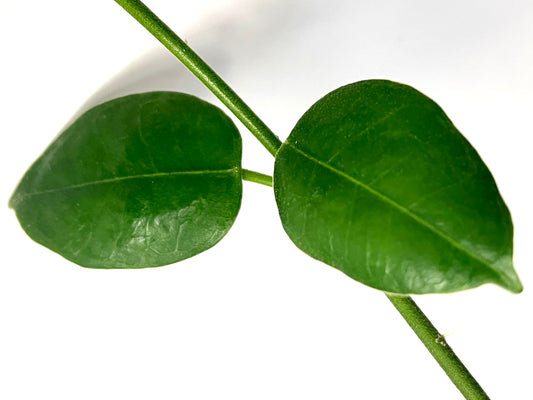 Hoya kalibatu - fresh cut - 1 node - unrooted