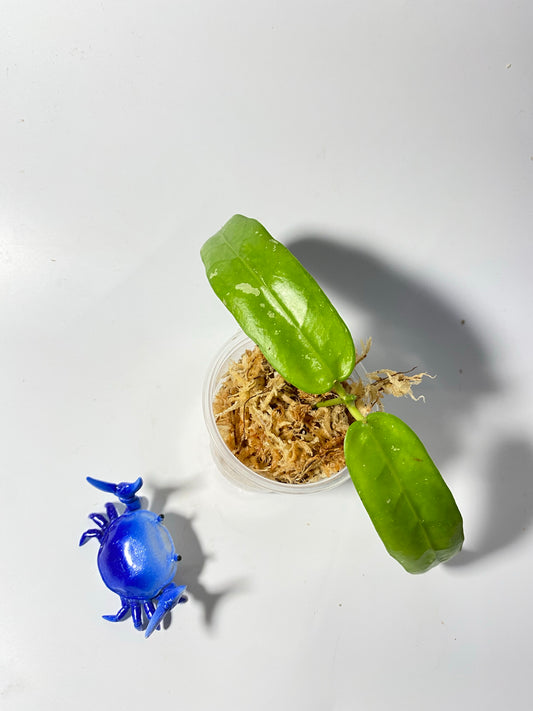 Hoya sabah GPS - 7950 - Unrooted