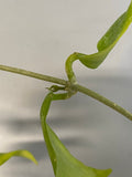 Hoya cagayanensis - new growth