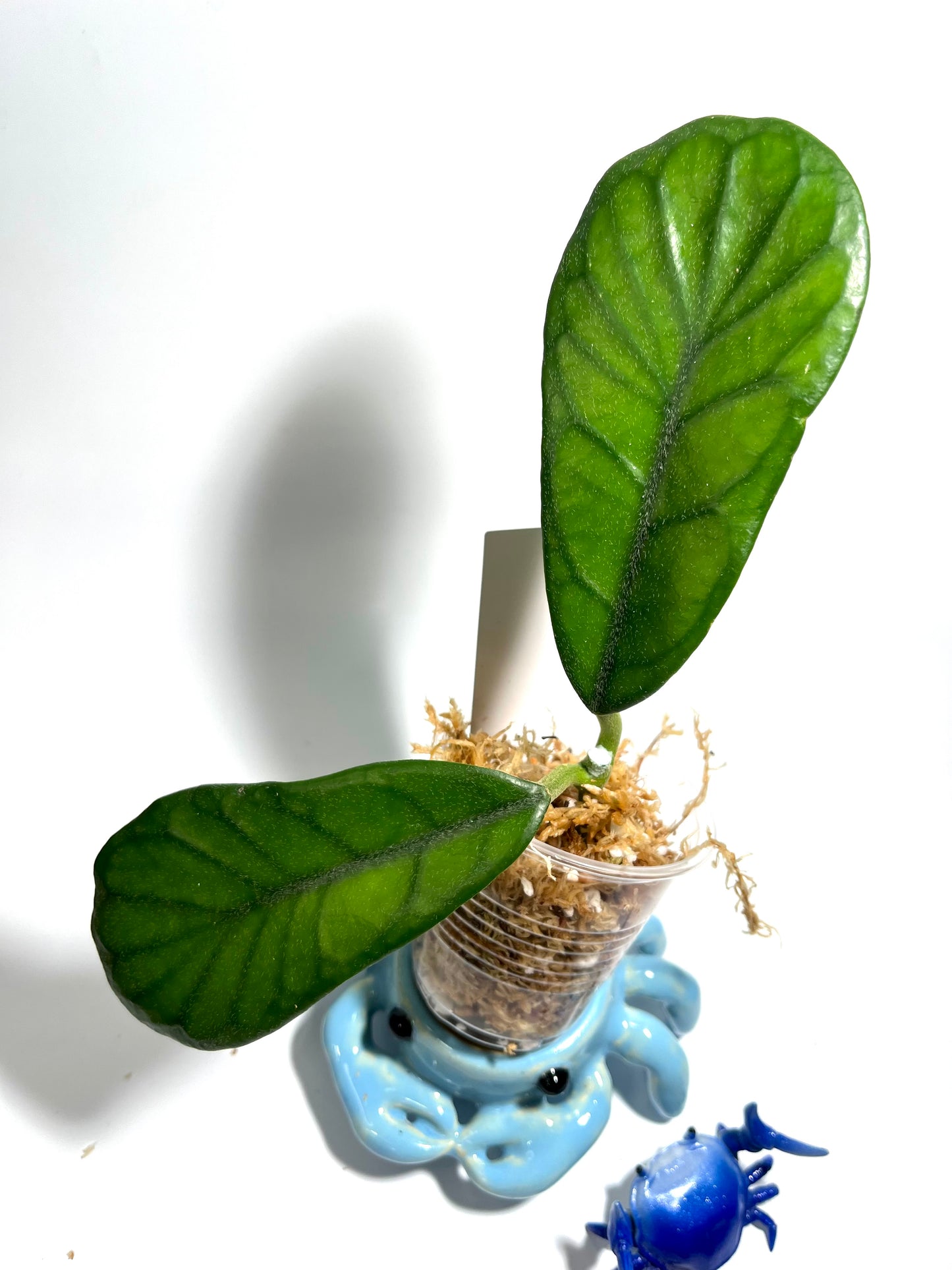 Hoya villosa rp - unrooted