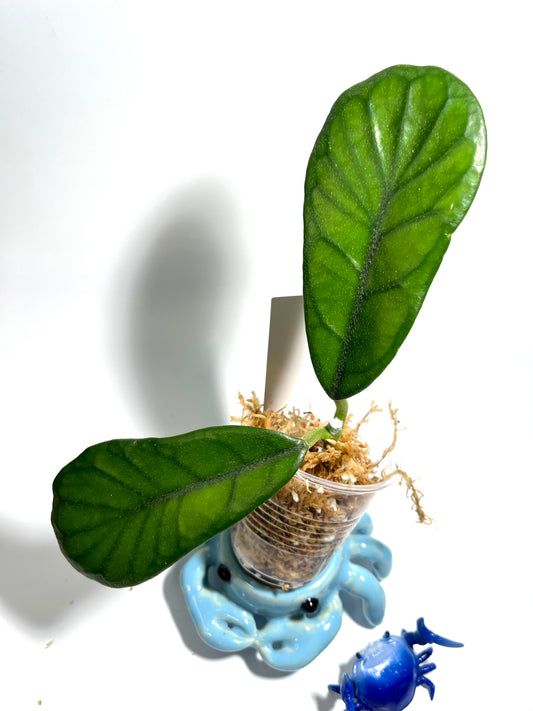 Hoya villosa rp - unrooted