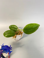 Hoya madulidii - Unrooted