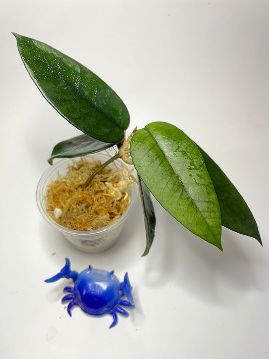 Hoya dasyantha - has some roots