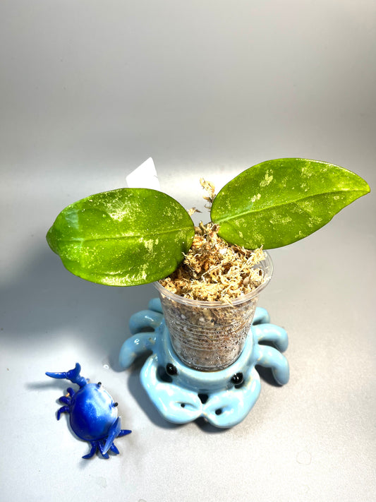 Hoya rhm 14-1 - Unrooted