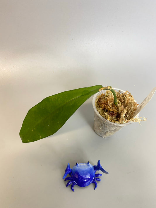 Hoya lobbii - has some roots