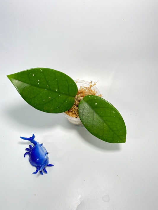 Hoya fungii x pubicalyx - Unrooted