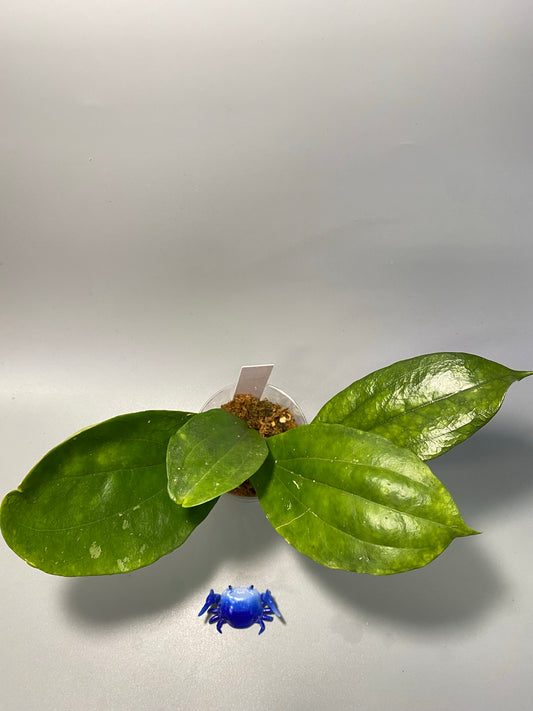 Hoya lambii - has some roots