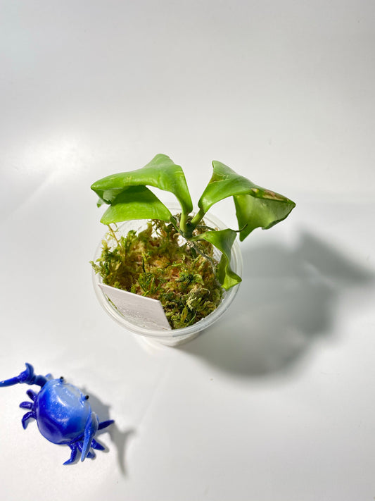 Hoya oblongata / anulata - has roots