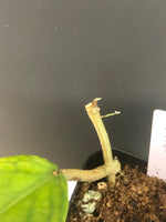 Hoya cv golden eye