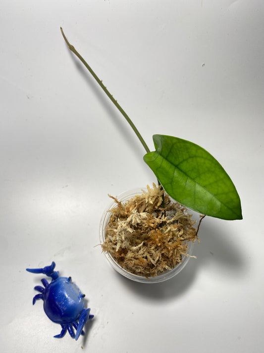 Hoya sp tam Dao- Unrooted