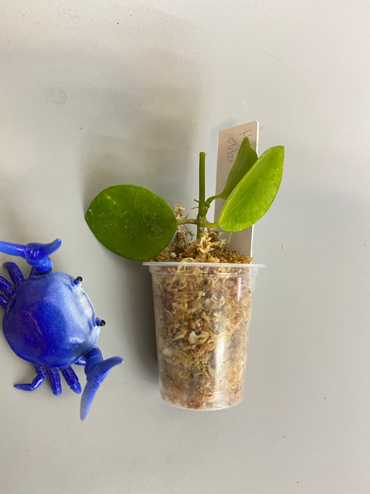 Reserved for Jessie - Hoya biakensis - unrooted