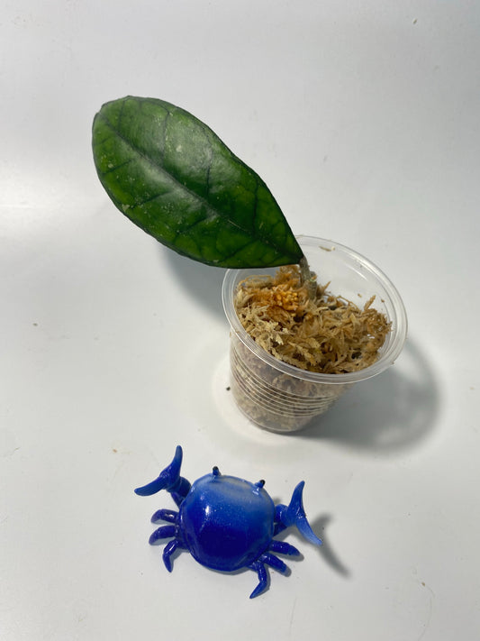 Hoya finlaysonii snow splash - unrooted