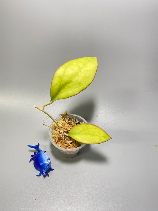 Hoya MB 1497 - (erythrina x MB 1141) - Unrooted