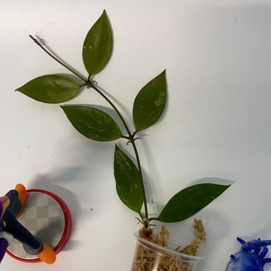 Hoya memoria (gracilis) unrooted - free addon