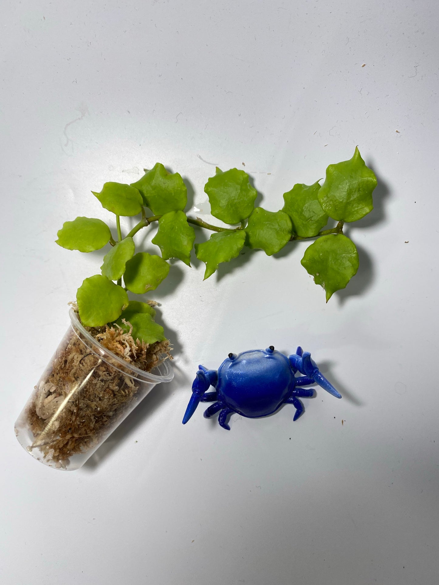 Hoya endauensis - unrooted