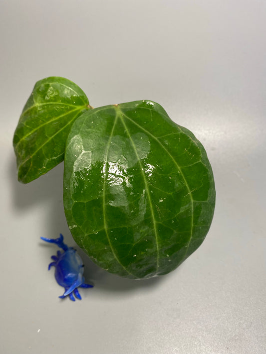 Hoya sulawesi GPS 8867 - has some roots