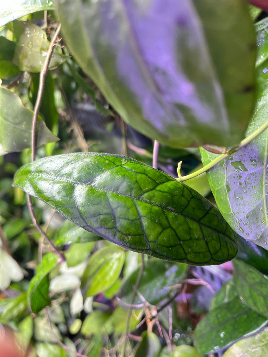 Hoya cv Ann  - fresh cut 1 node/ 1 leaf - Unrooted