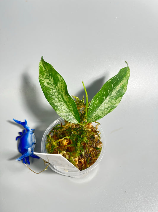 Hoya cystiantha splash - active growth