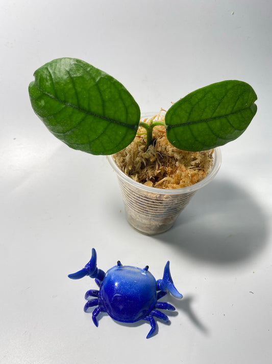 Reserved for Mildred - Hoya villosa cao dang / Cao bang- just starting to root