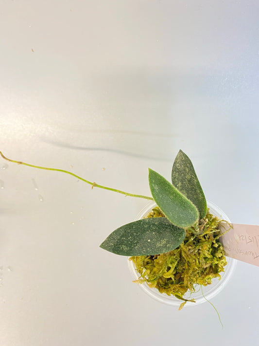 Hoya thomsonii splash - pink flower - has roots