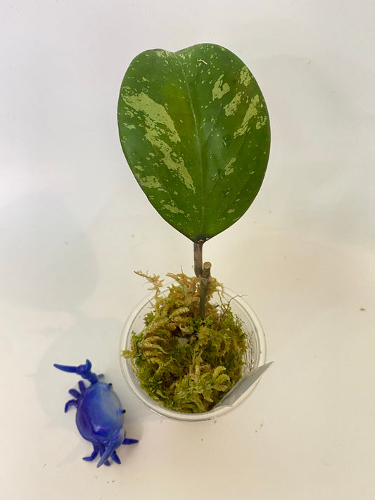 Hoya ‘Michele’ - has some roots