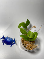 Hoya isabelchanae / GPS 7-35- unrooted
