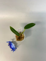 Hoya coronaria white - has roots
