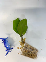 Hoya nathalie (erythrostemma x Joy) - unrooted