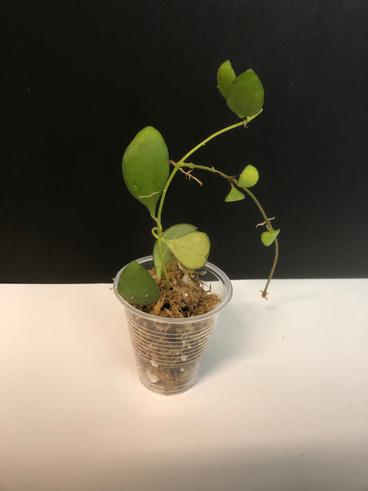 Hoya heuschkeliana yellow - starting to root