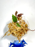 Hoya carnosa holliana - Unrooted