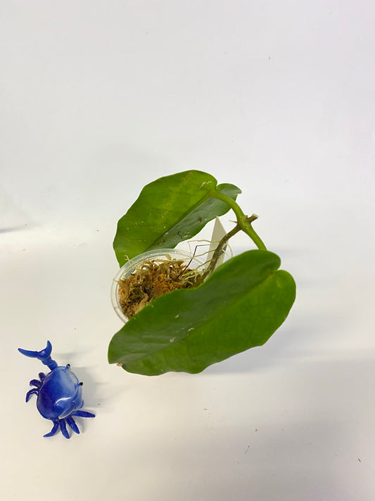 Hoya Macgillivrayi - rooted