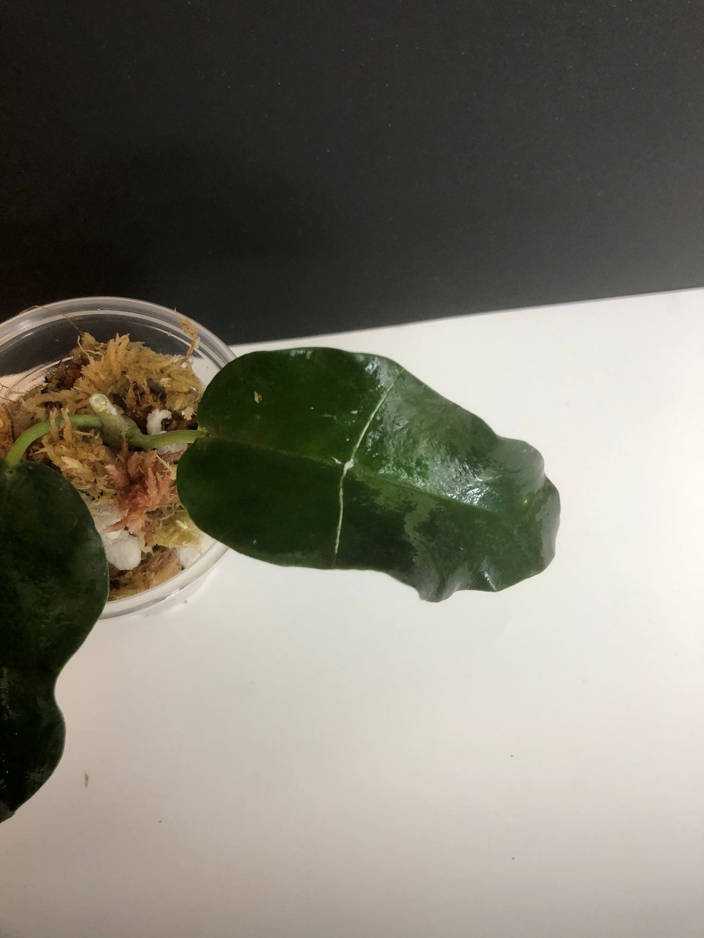 Hoya Macgillivrayi - has large flowers