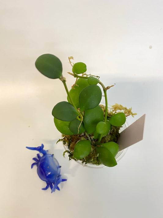 Hoya heuschkeliana yellow - rooted