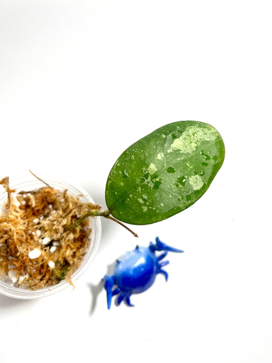 Hoya erythrostemma - pink corona with splash - unrooted