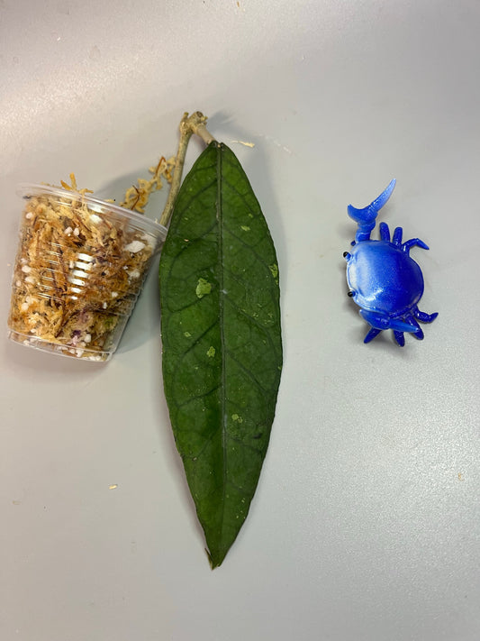 Hoya sp aceh  - Unrooted