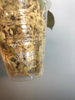 Hoya caudata Sumatra - rooted